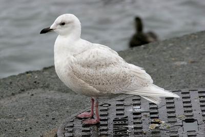 1st cycle Iceland Gull (L. g. glaucoides)