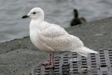 1st cycle Iceland Gull (L. g. glaucoides)