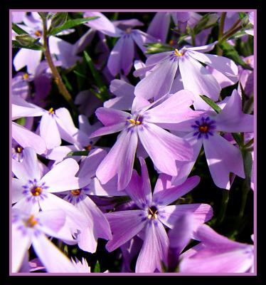 April-19-05Spring!Flowers For Ginny