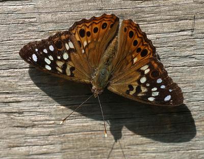 Hackberry Butterfly