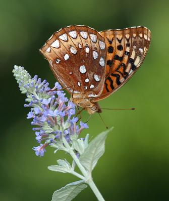 Great Spangled Fritillary (side view)
