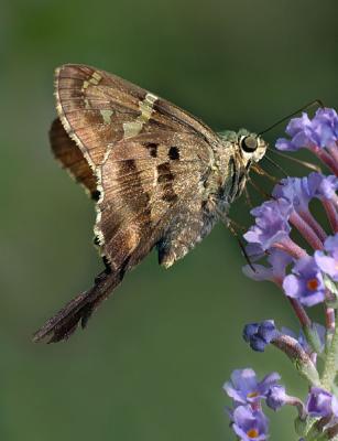 Long Tailed Skipper (side view)