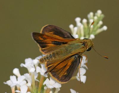 Fiery Skipper