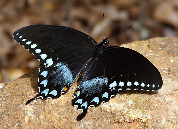 Spicebush Swallowtail