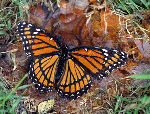 Viceroy