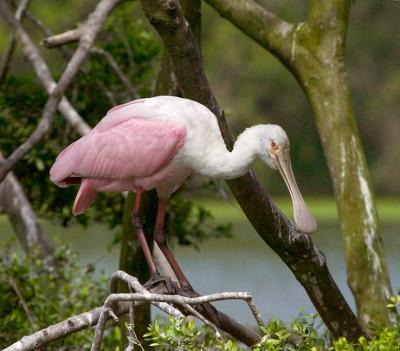 Inmature Roseate Spoonbill