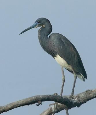 u17/jrn813/medium/42247092.TriColoredHeron.jpg