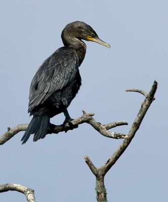 Neotropic  Cormorant
