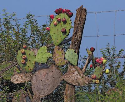 Pear-Catus-Post