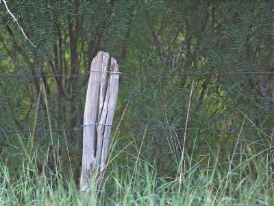 Bundle-of-Sticks-Post