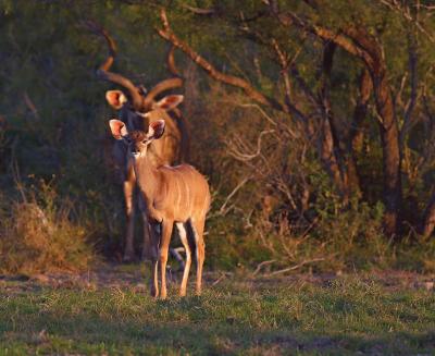Kudu-Generations