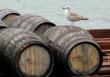 Barrels and pigeon - Vila Nova De Gaia