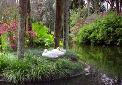 Swans at Bok Tower Gardens, Lake Wales, Florida