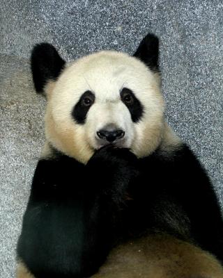 pandagood.jpg