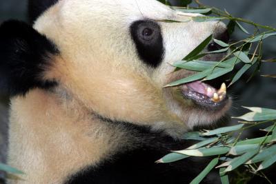 pandayayaclose.jpg