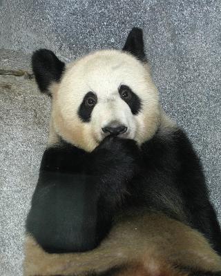pandayayaomysharp.jpg