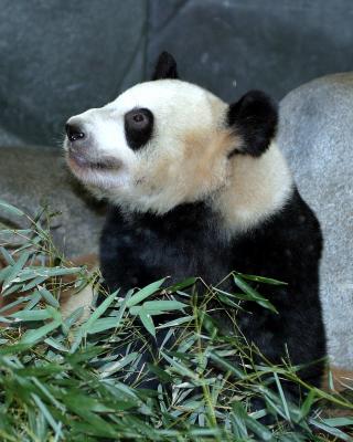 pandayayogood.jpg