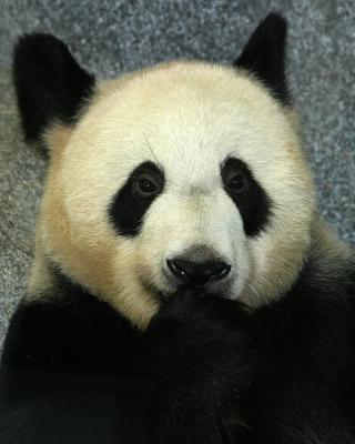 pandayayteehee.jpg