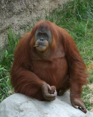 smokingorangutan.jpg