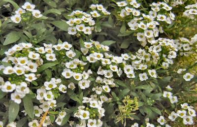 Winter Bloom.JPG