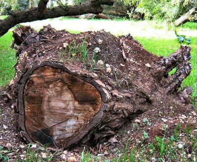 Pine tree .JPG