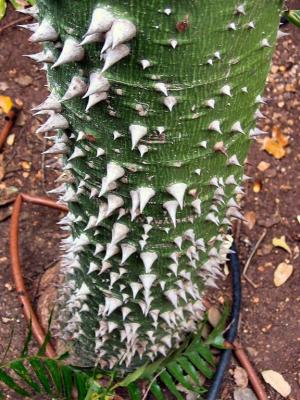 Tooth Tree.JPG