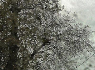 Oak Tree.JPG