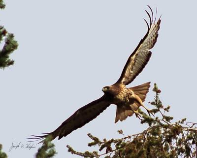 Red-tailed Hawks