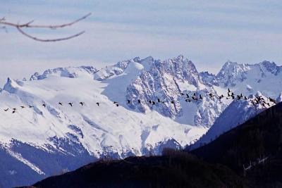 Geese in North Cascades
