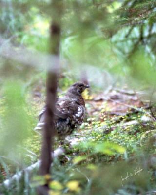 Spruce Grouse female