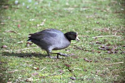 American Coot