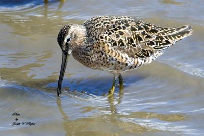 Short-billed Dowitcher