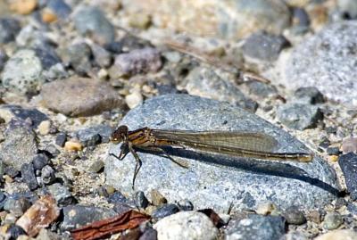 Ischnura erratica