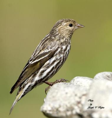 Pine Siskin