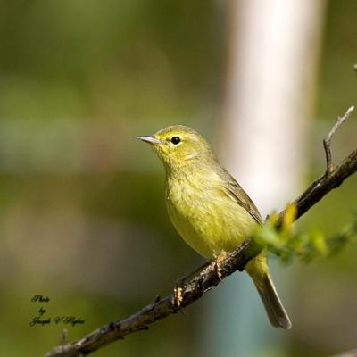 Orange-crowned Warbler