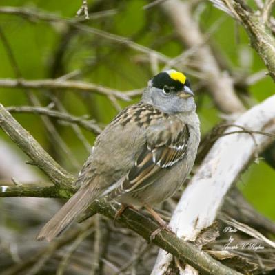 Golden-crowned Sparrow