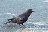 American Crow