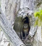 Barn Owl