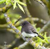 Black Phoebe