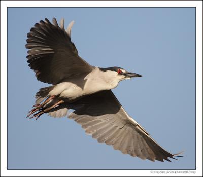 black-crowned night-heron