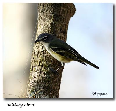 solitary vireo
