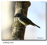 solitary vireo