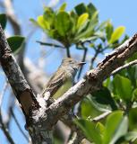great crested flycatcher