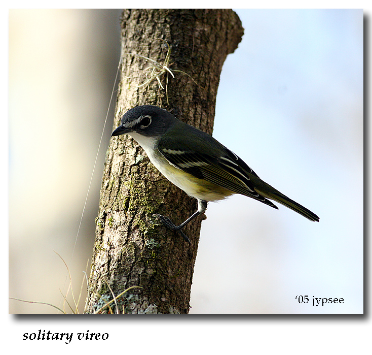 solitary vireo