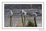 gulls_Framed.jpg