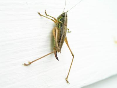 grasshopper.JPG