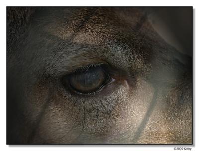 Eye of Deer.jpg