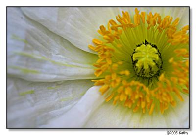 Macro White Poppy.jpg
