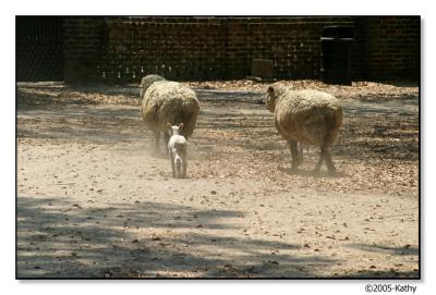 Sheep Family.jpg