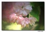 Kanzan Cherry Tree Blossoms.jpg
